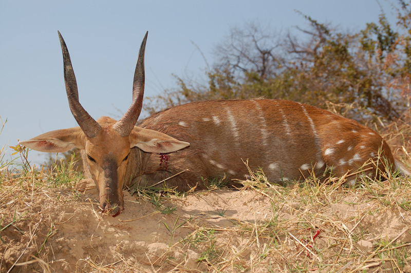 Bushbuck.jpg