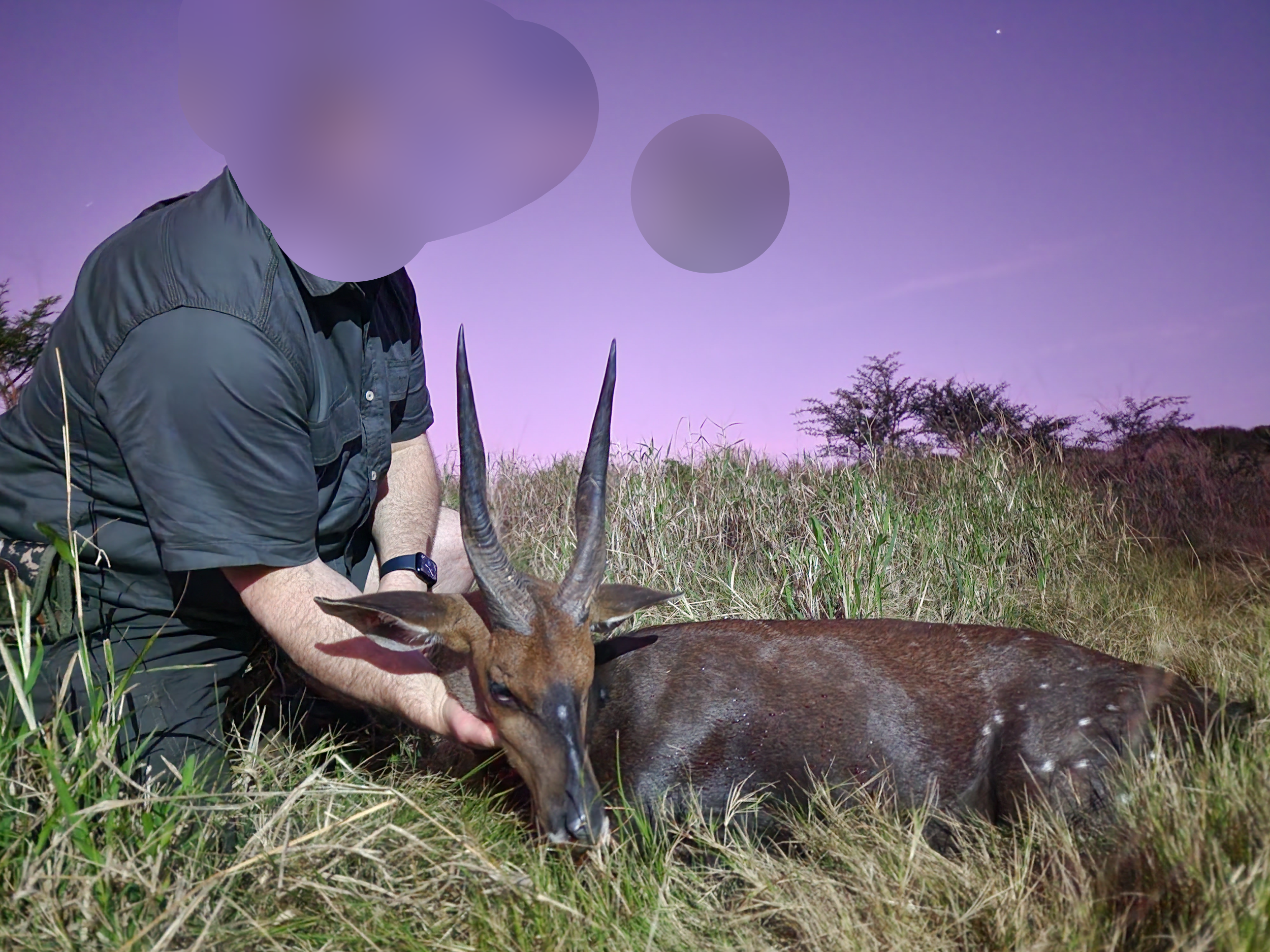 bushbuck.png