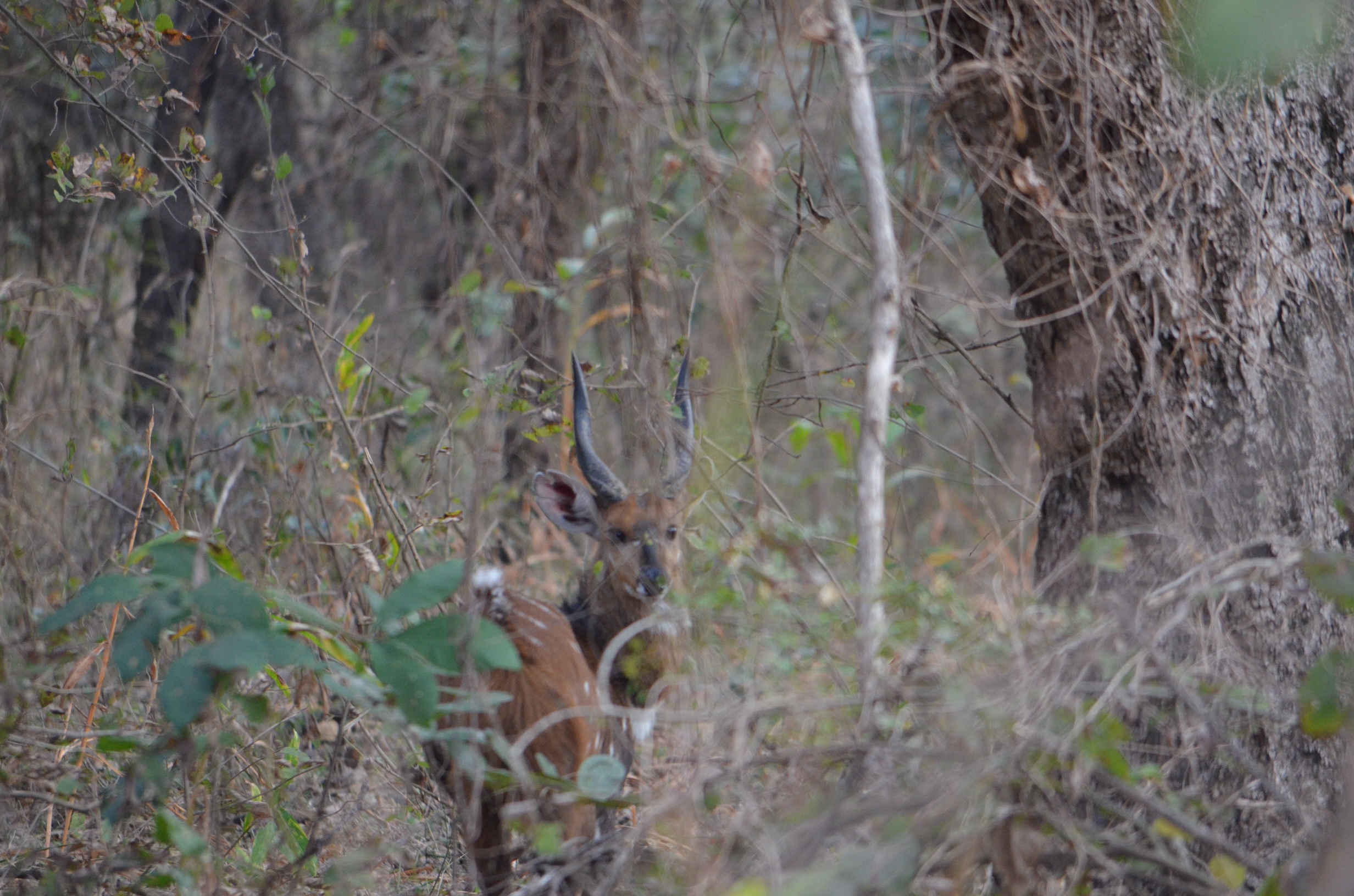 Bushbuck Takeri.JPG