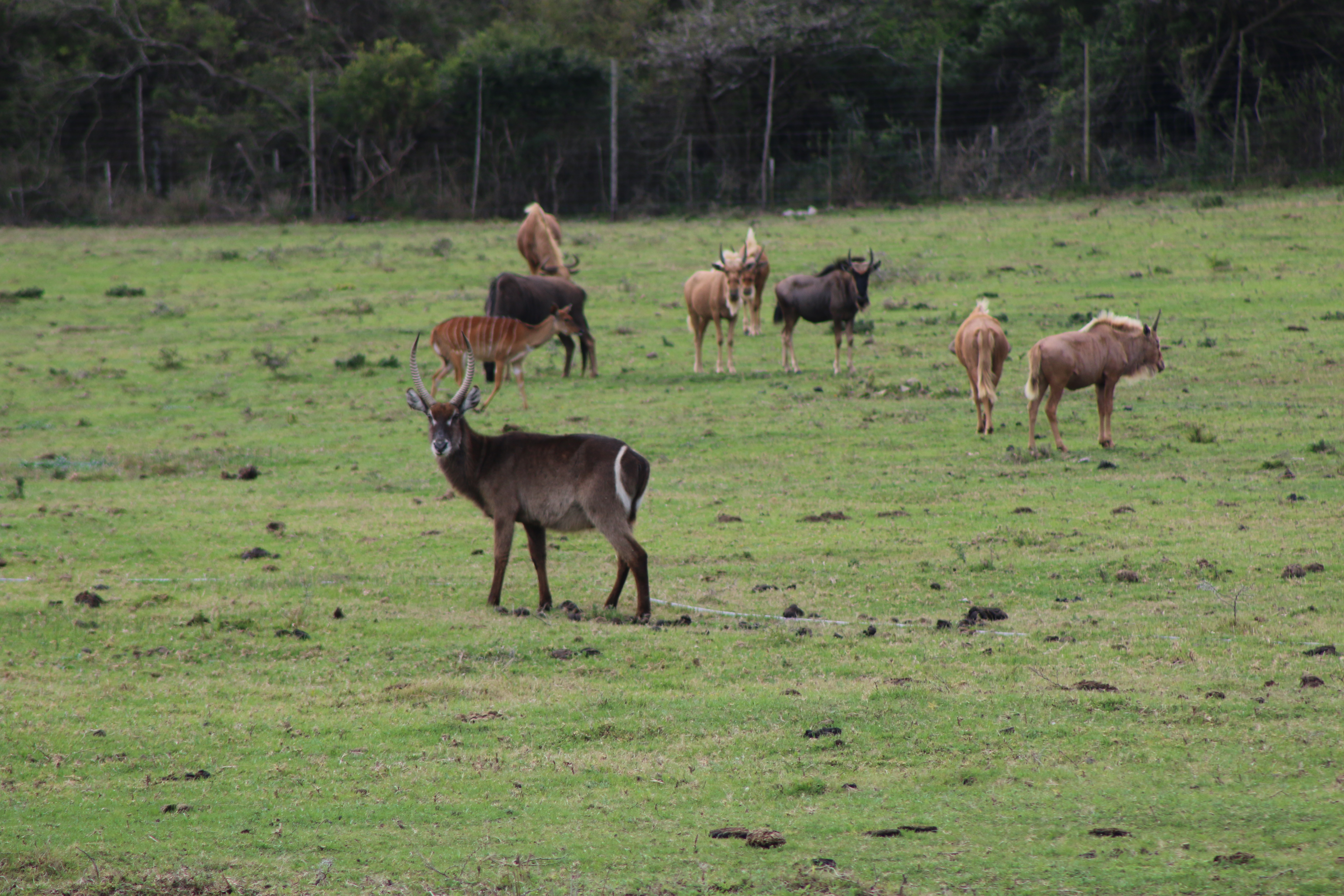 Bushbuck zoo.JPG