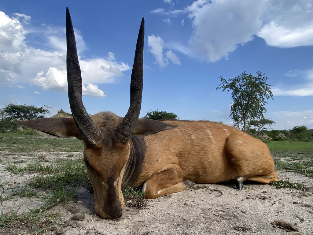 bushbuck1.jpeg