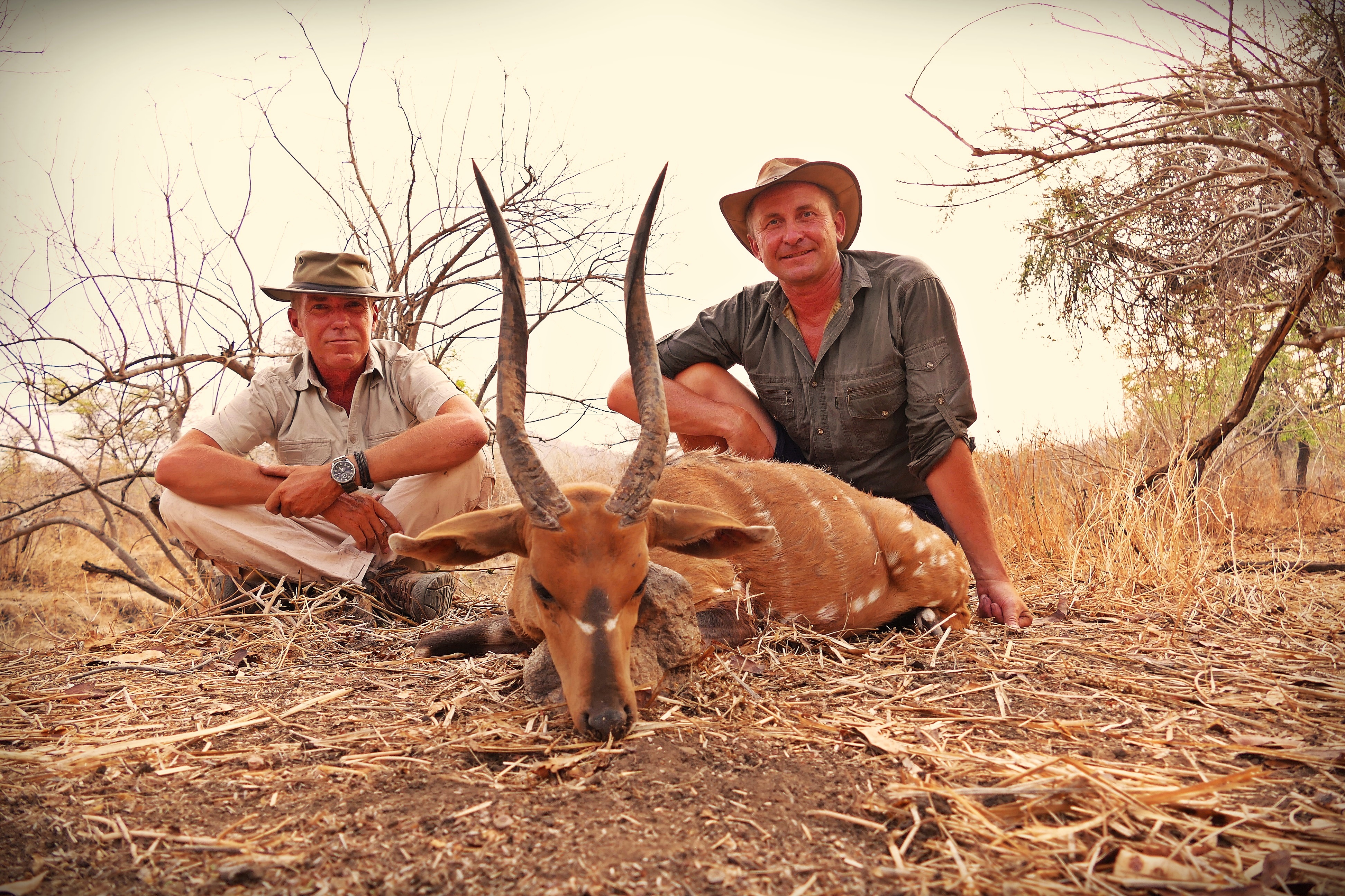 Bushbuck1.jpg