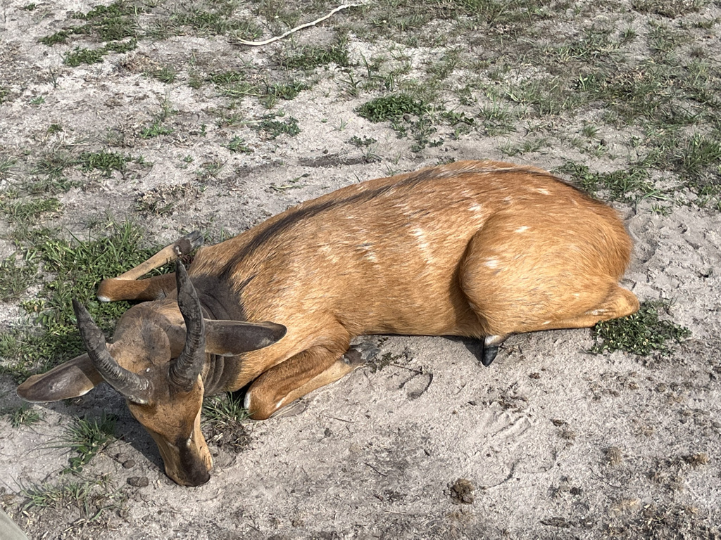 bushbuck2.jpeg