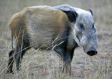 Bushpig.jpg