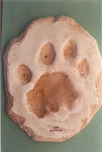 ByvWe-OrOse-PbvqL-Lion_Footprint_Cast_Replica_Models.jpg