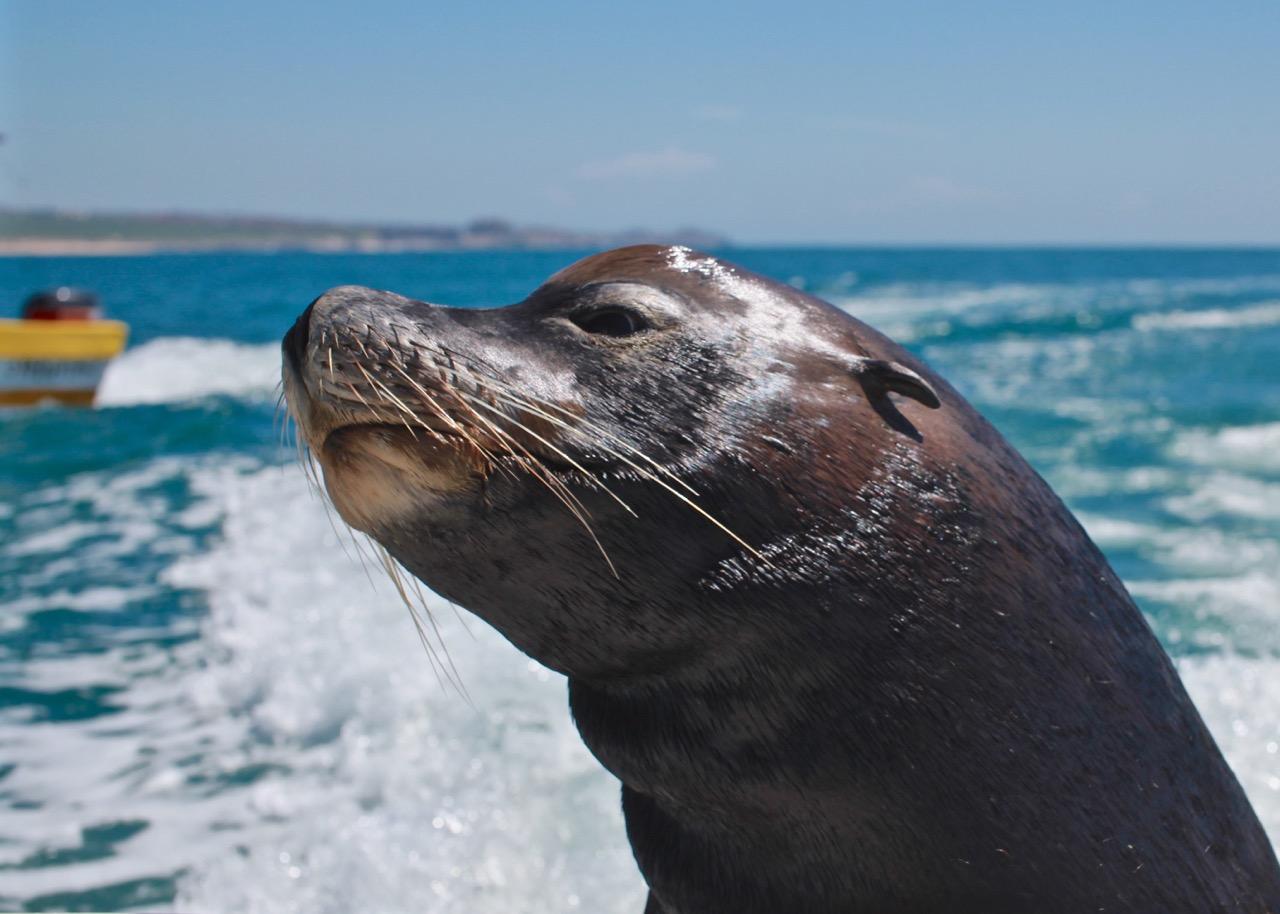 cabo sea lion 1.jpg