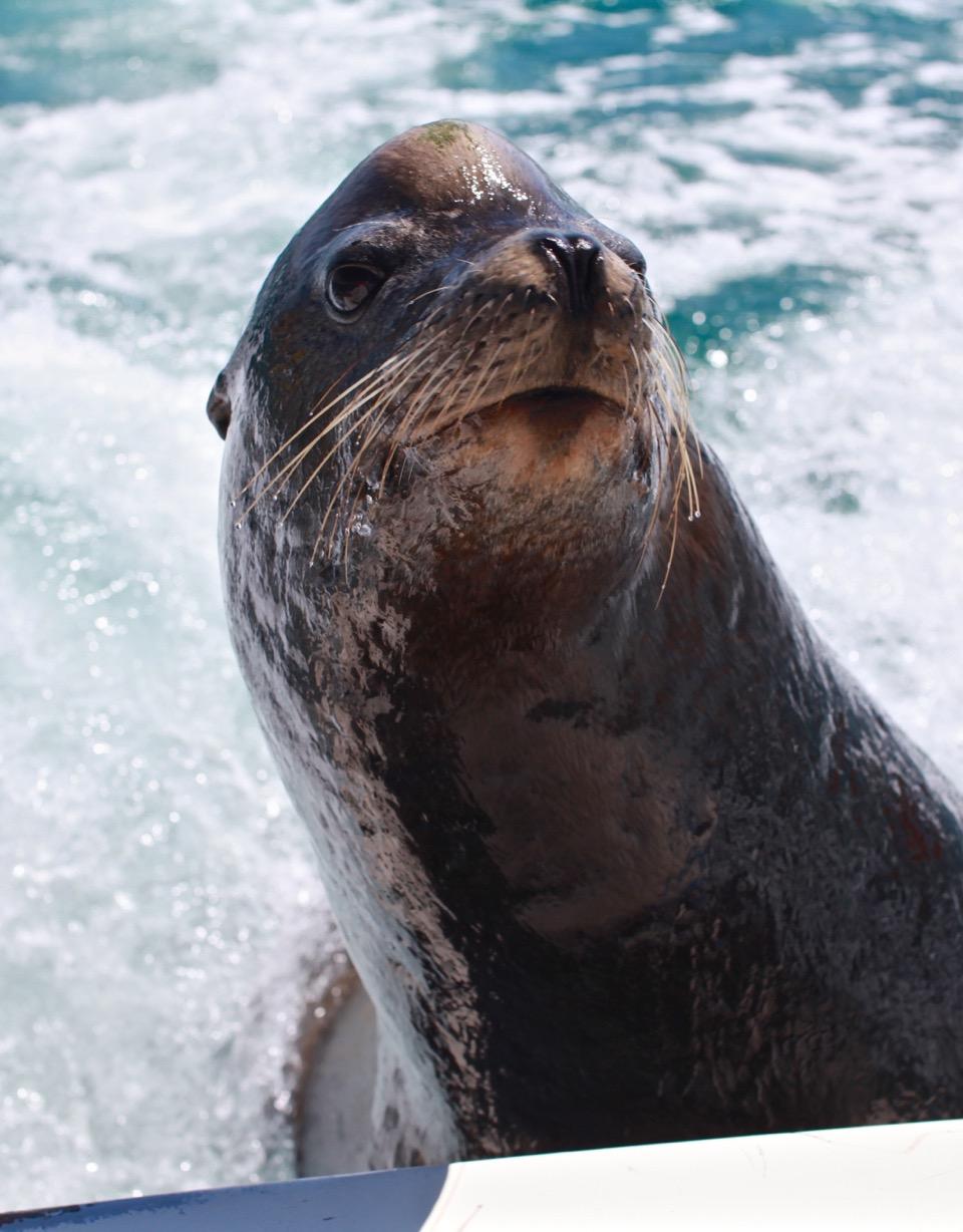 cabo sea lion 2.jpg