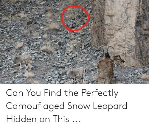 can-you-find-the-perfectly-camouflaged-snow-leopard-hidden-on-49594520_01.png