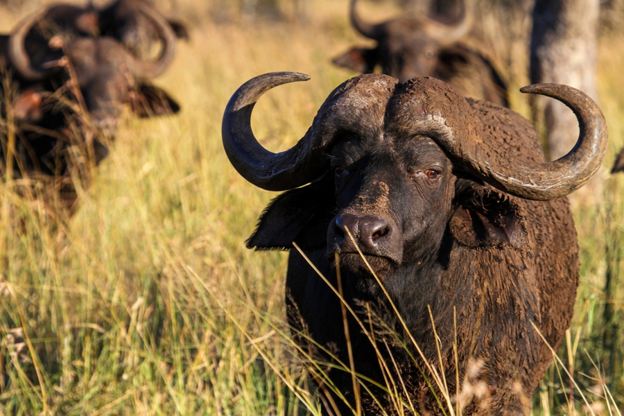 Cape Buffalo.jpg