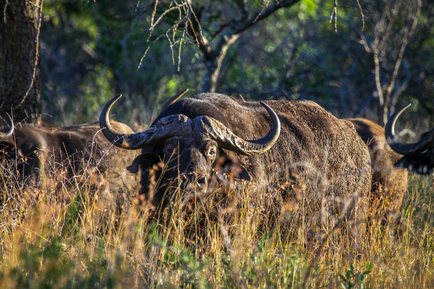 Cape Buffalo.jpg