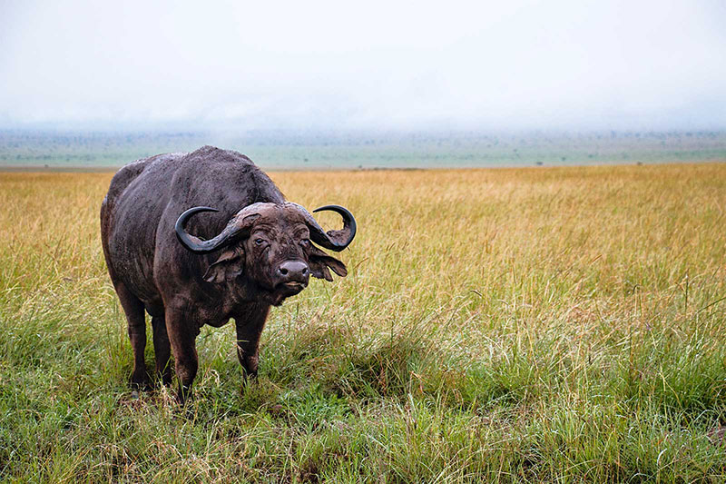 Cape-Buffalo.jpg