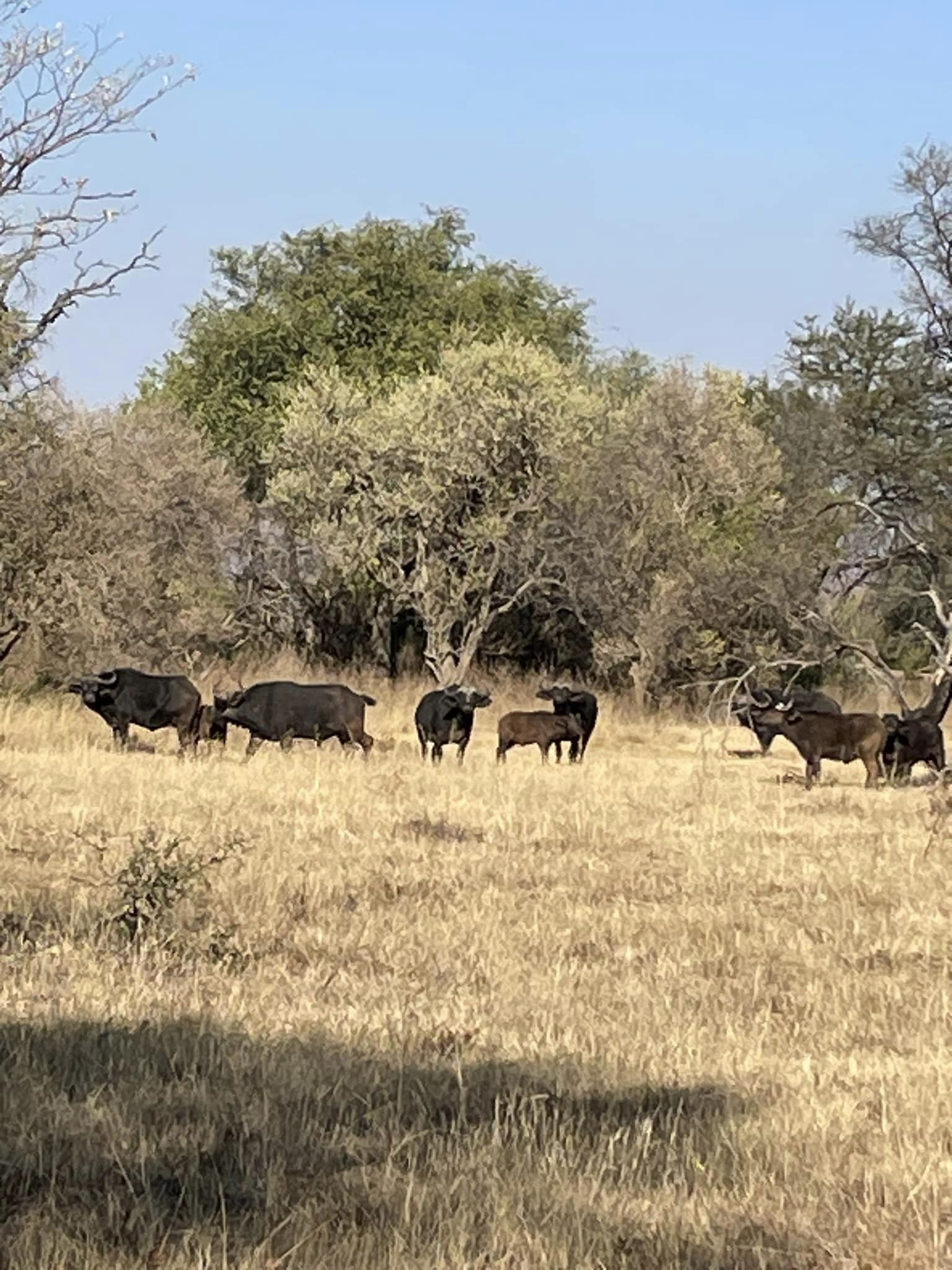 Cape Buffalo.jpg