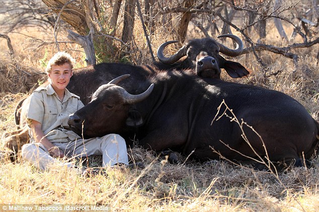 Cape Buffalo Pet-.jpg