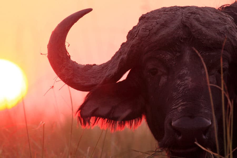 Cape-buffalo-sunset-900x600 (1).jpg