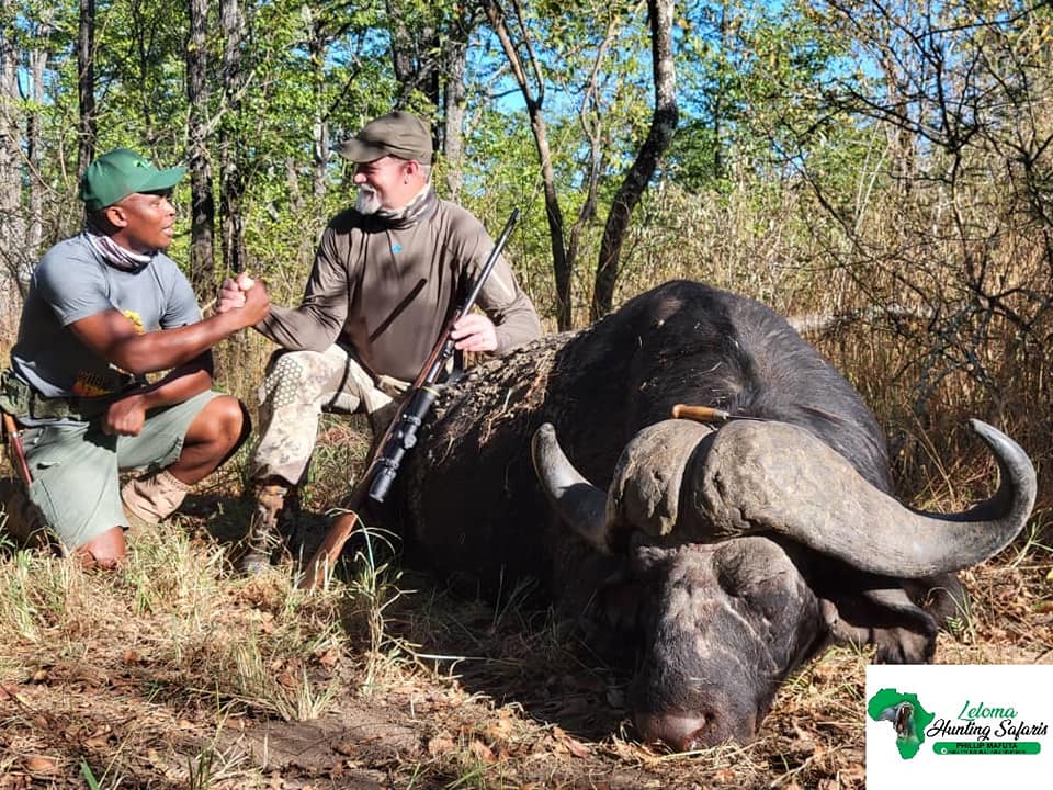 Cape buffalo w PH.jpg