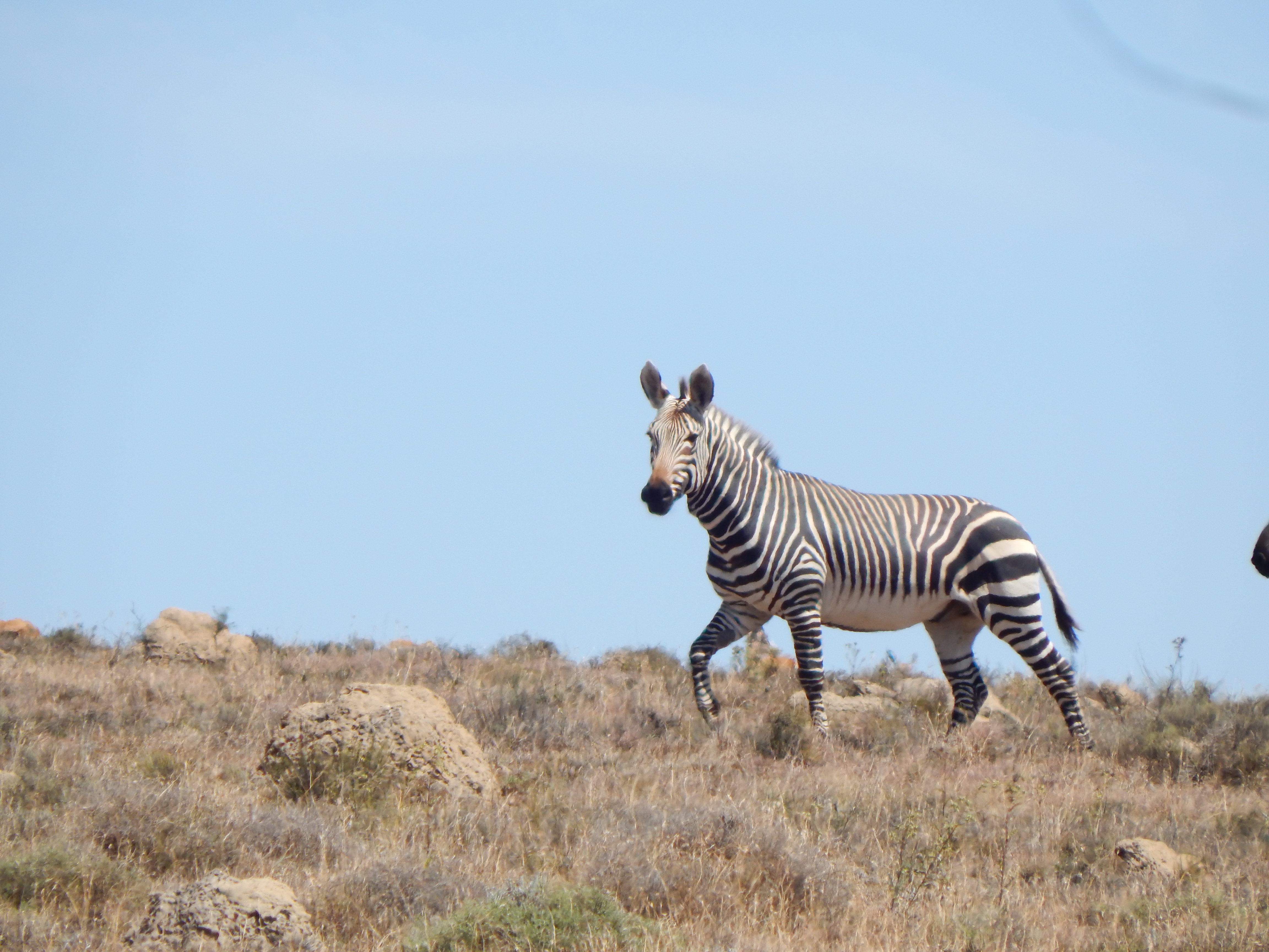 Cape Mountain Zebra.JPG