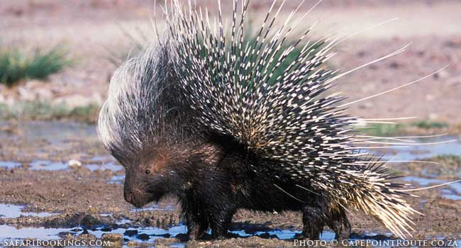 Cape-Porcupine_BW_650px.jpg