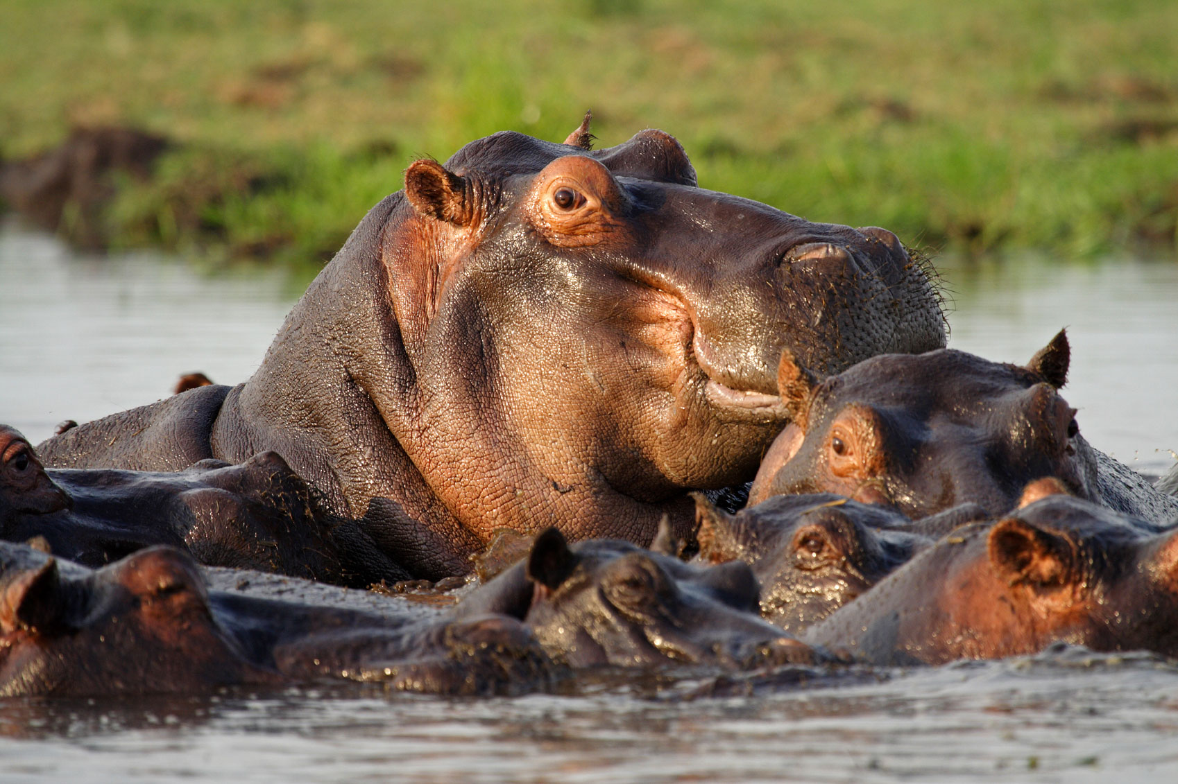 Caprivi-strip-Hippo.jpg