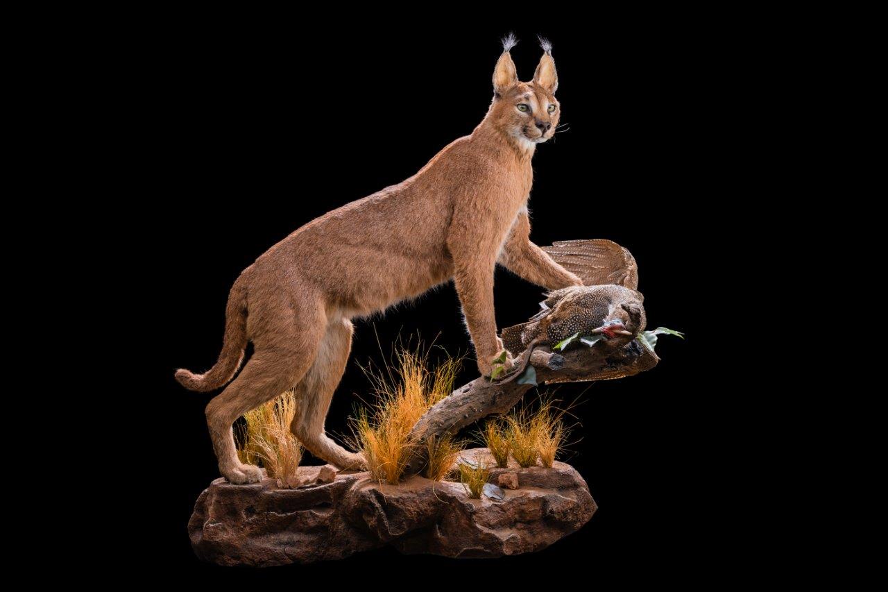 Caracal Fullmount with prey - HH181.jpg