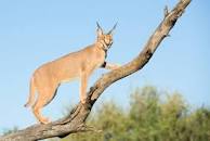 caracal_tree.jpeg