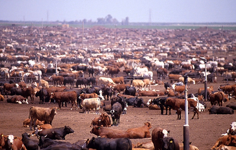 cattle-feed-lot.jpg