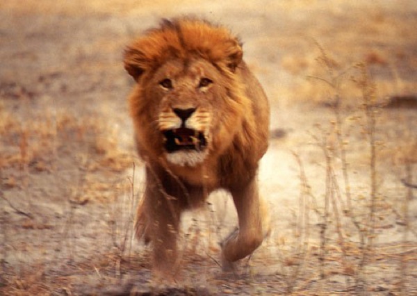 charging-lion.jpg