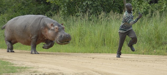 ChargingHippo3-MurchisonFallsNatlPark-Uganda-Aug2009.jpg