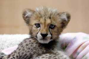 cheetah-cub.jpg