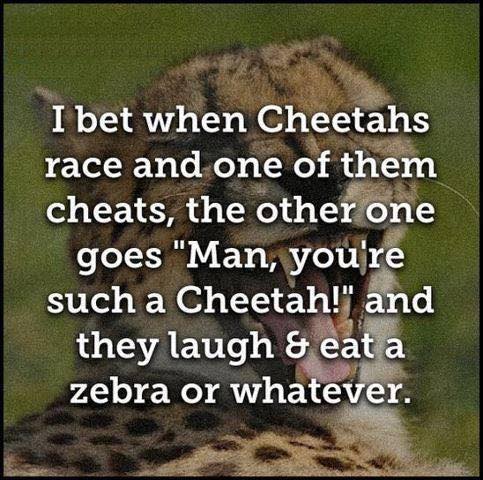 Cheetah race.jpg