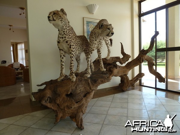 cheetah-taxidermy-01.JPG