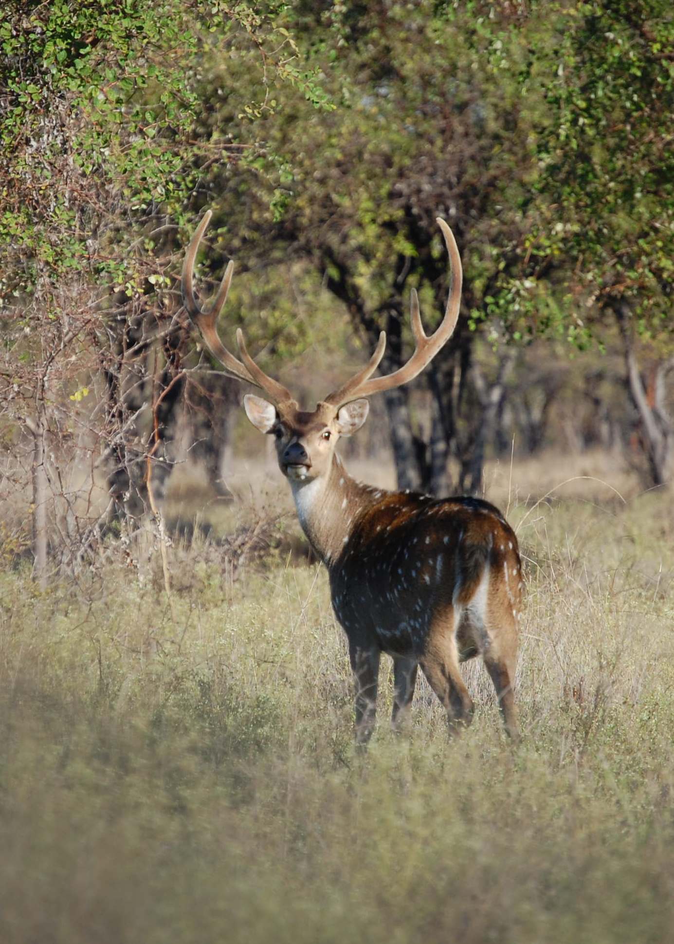 Chital (Axis) Stag.JPG