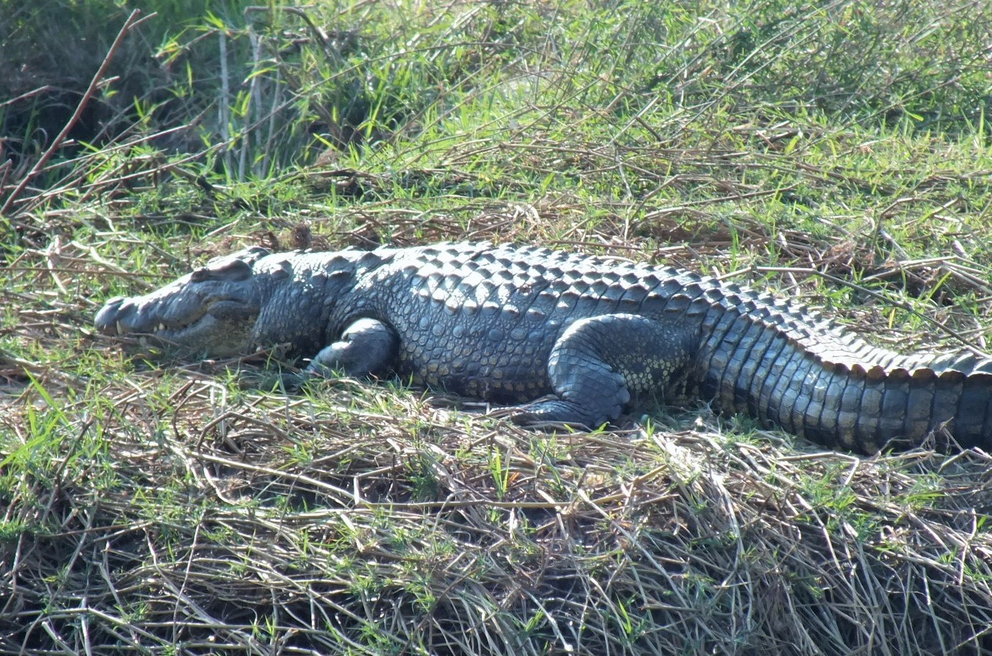 Chobe croc 2.JPG