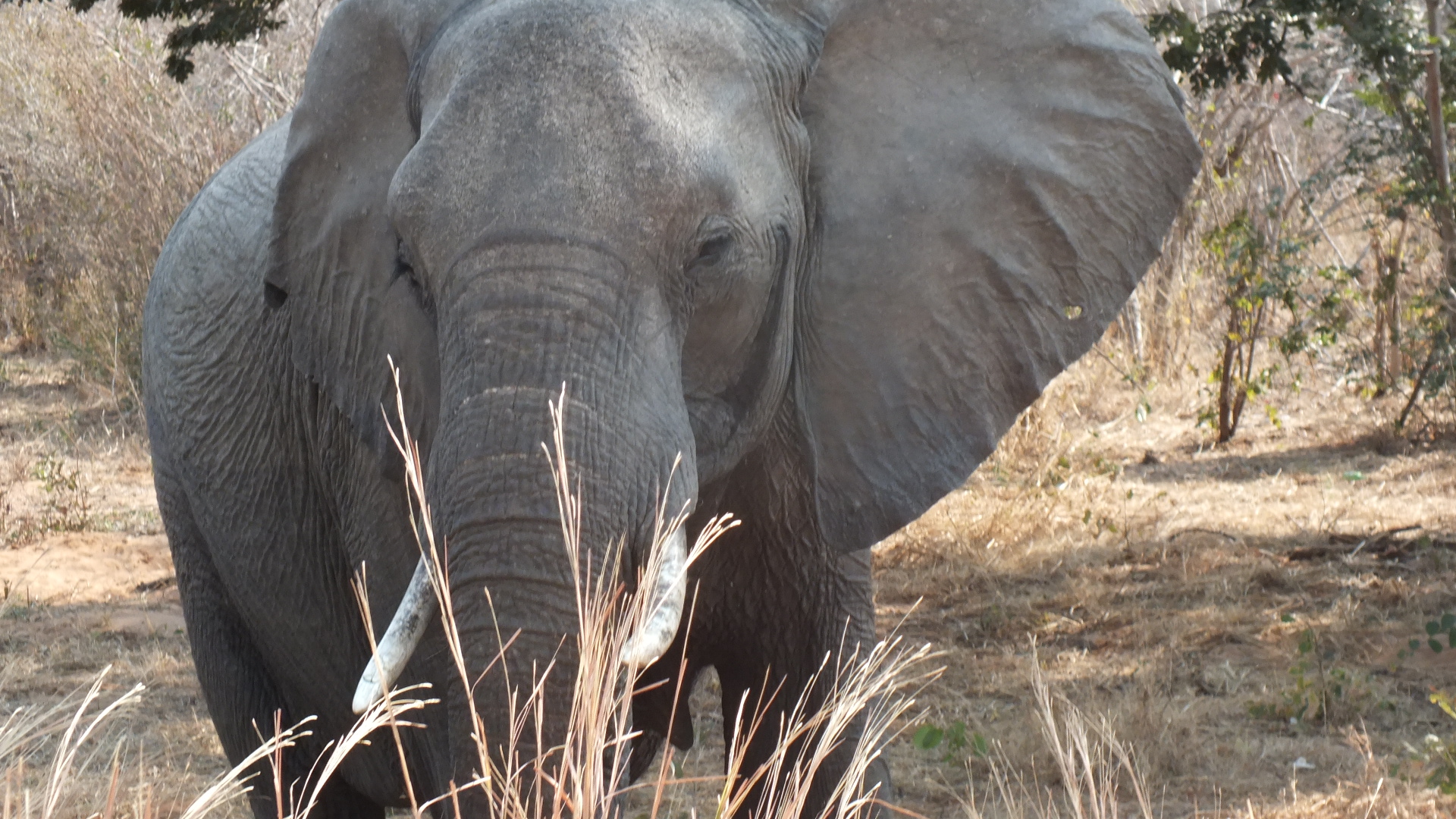 Chobe elephant 2.JPG