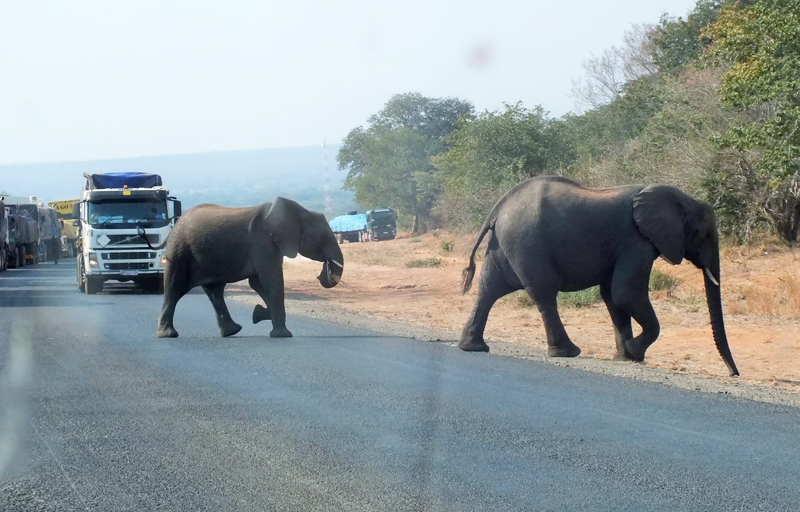 Chobe elephant.JPG