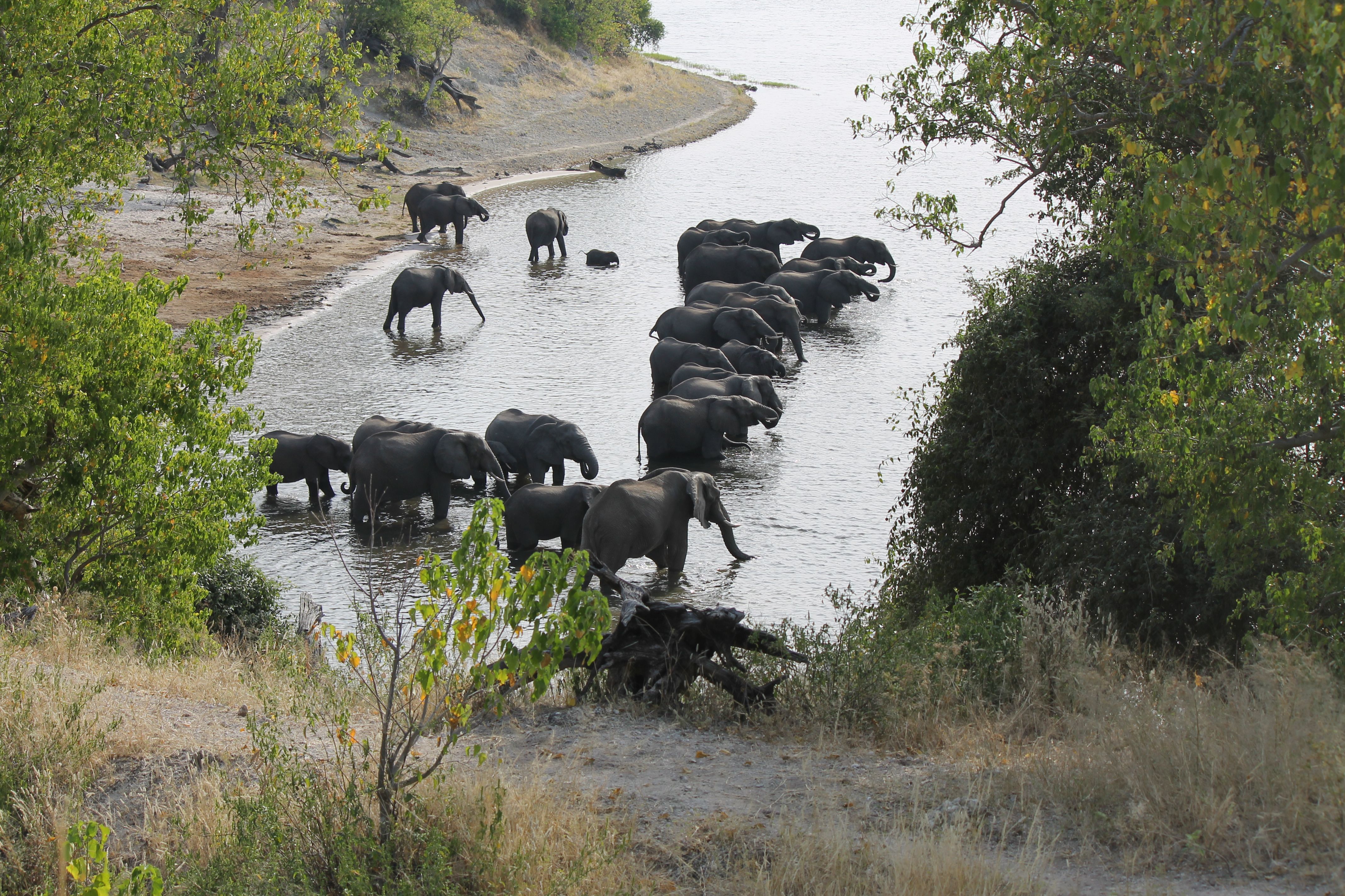 chobe elephants.jpg