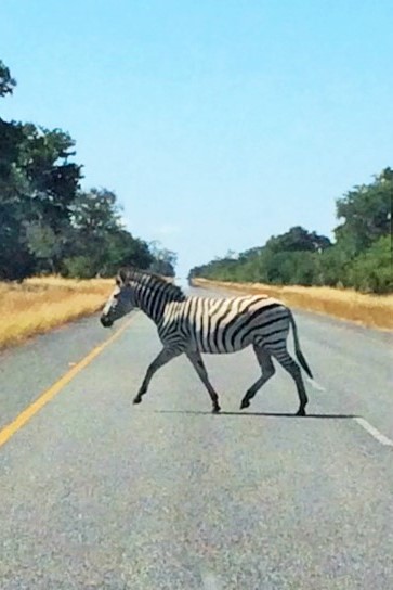 chobe zebra 1.JPG