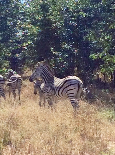 chobe zebra 2.JPG