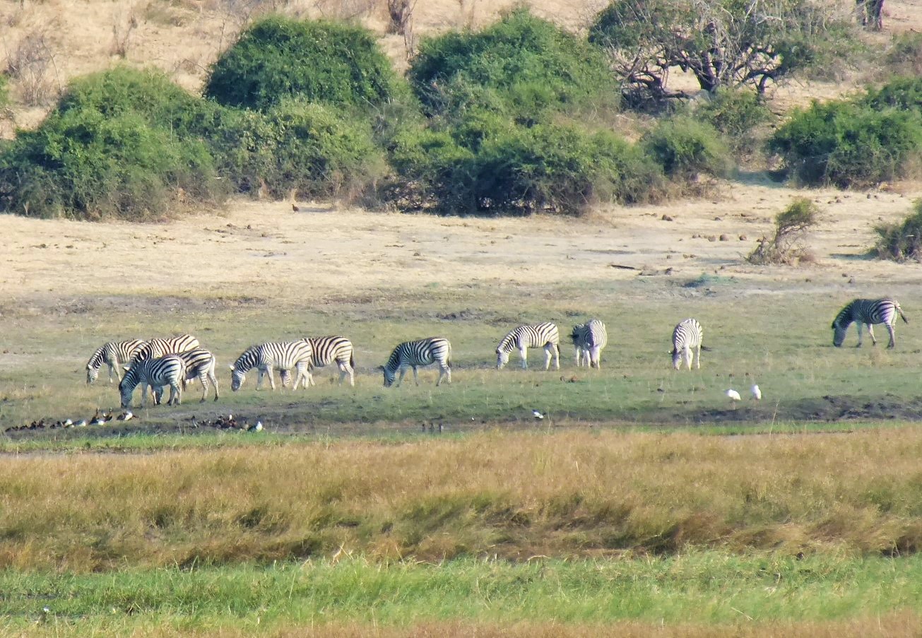 Chobe zebras.JPG