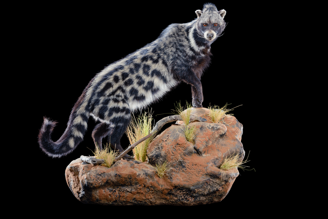 Civet.jpg