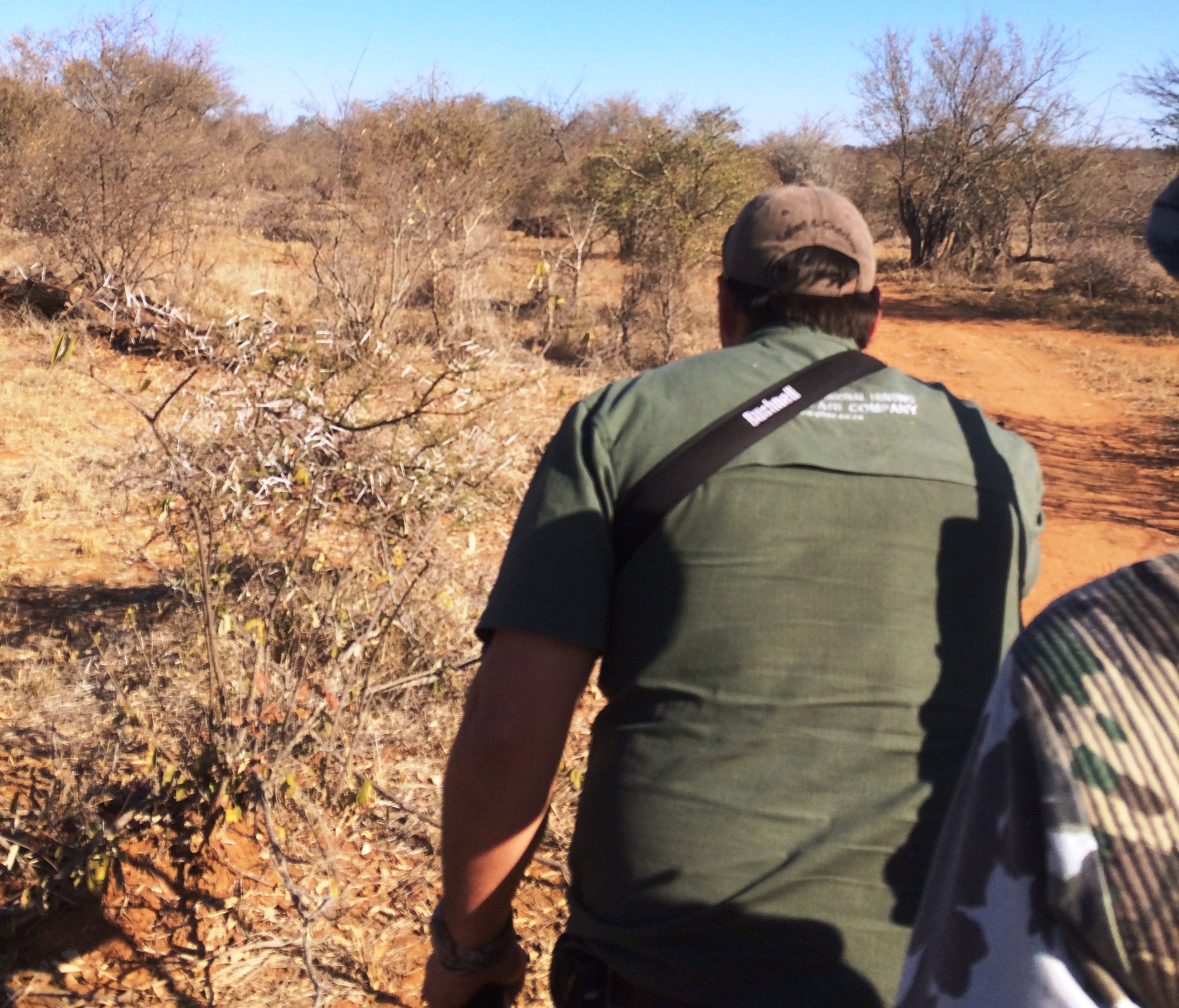 Closing the distance on the downed buffalo cow.jpg