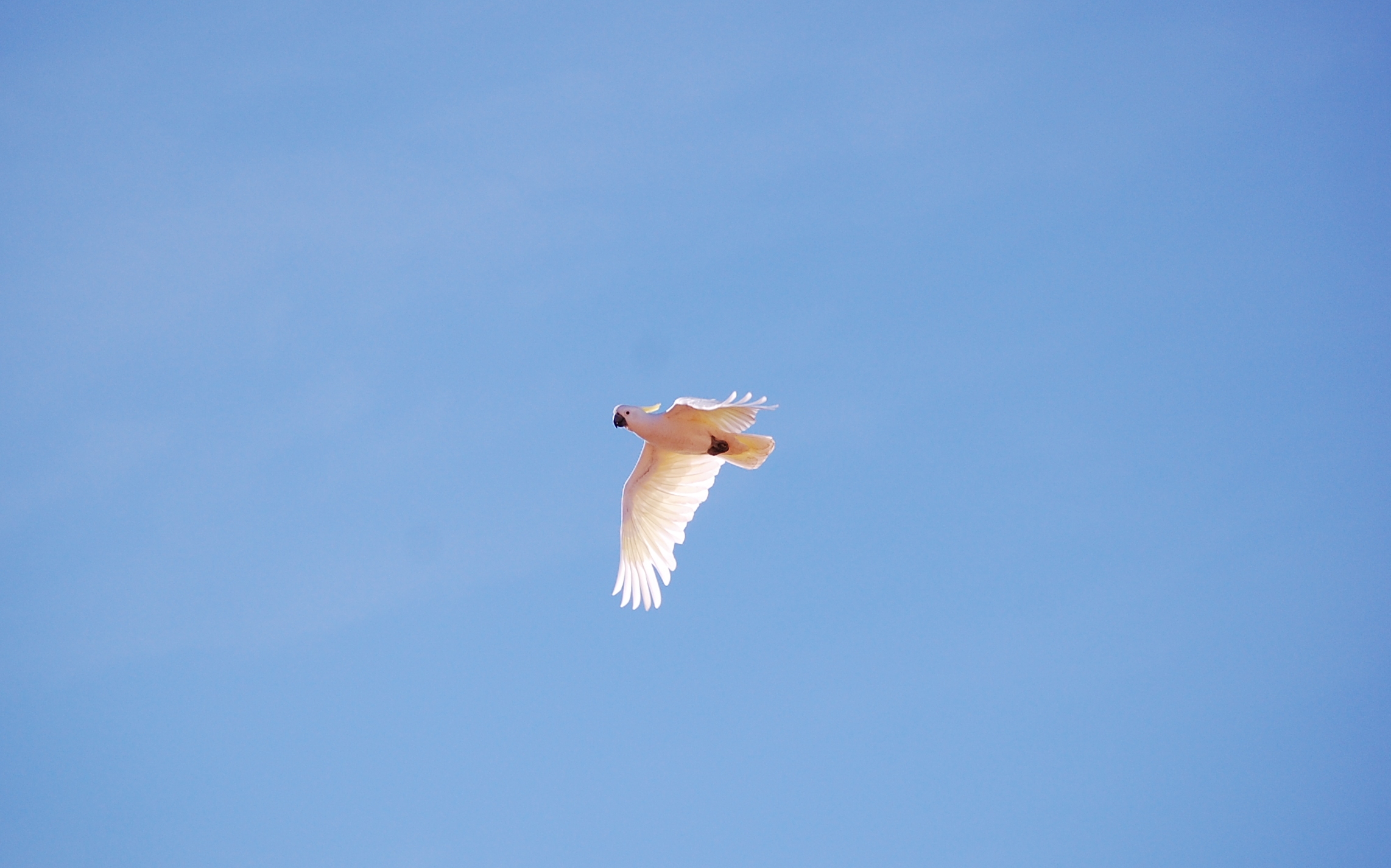 Cockatoo.JPG