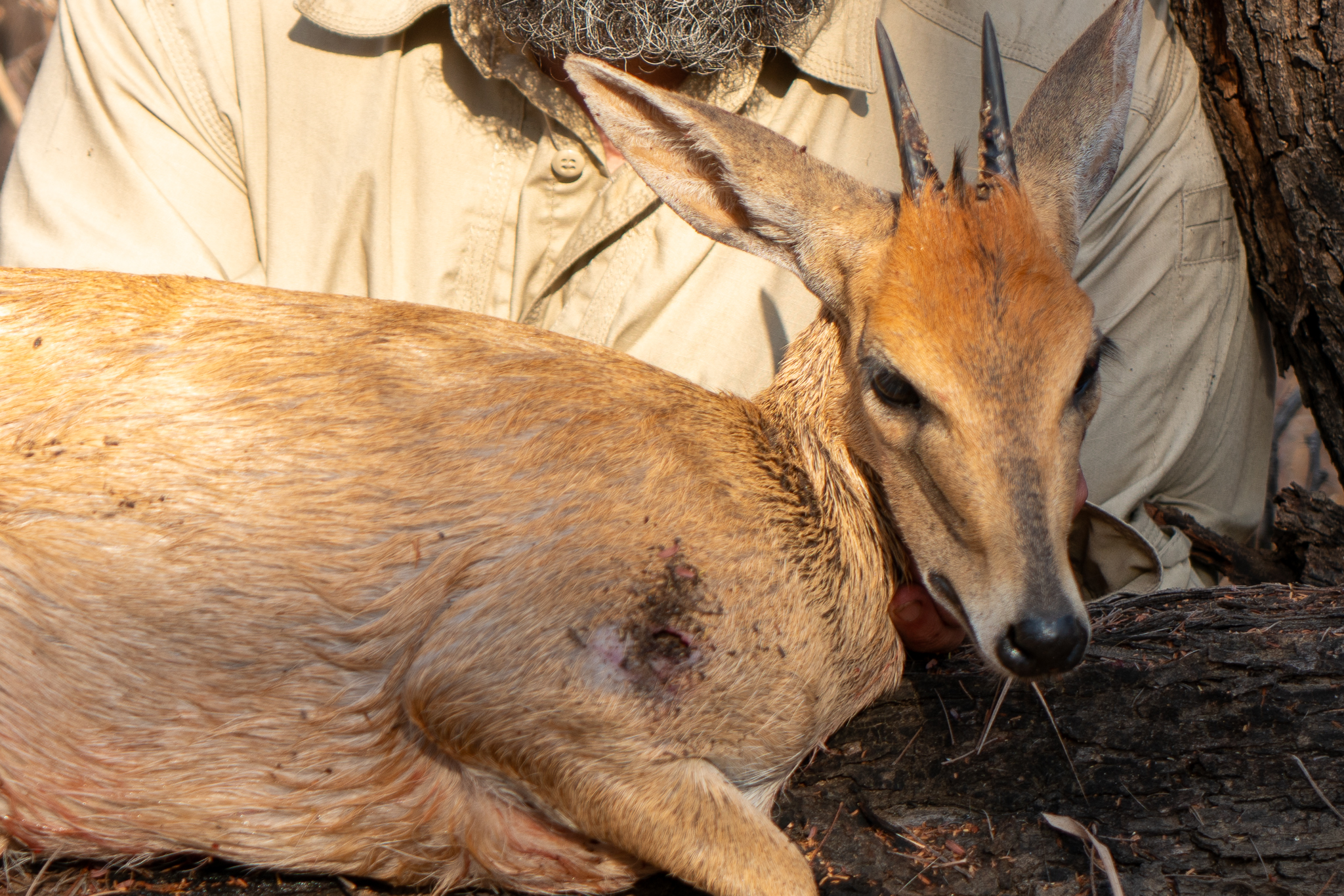 Common Duiker.jpg