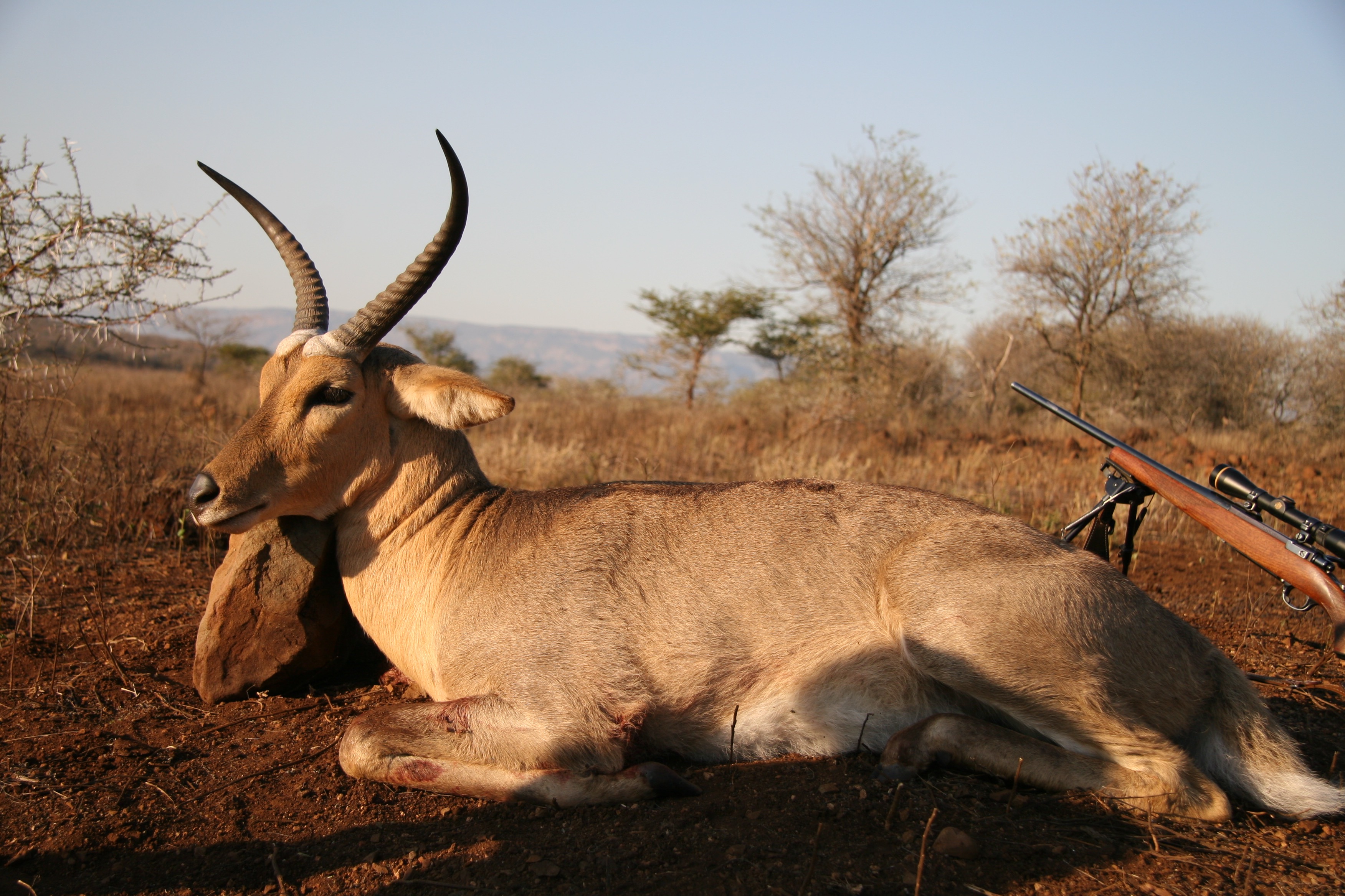 comn reedbuck 130.jpg