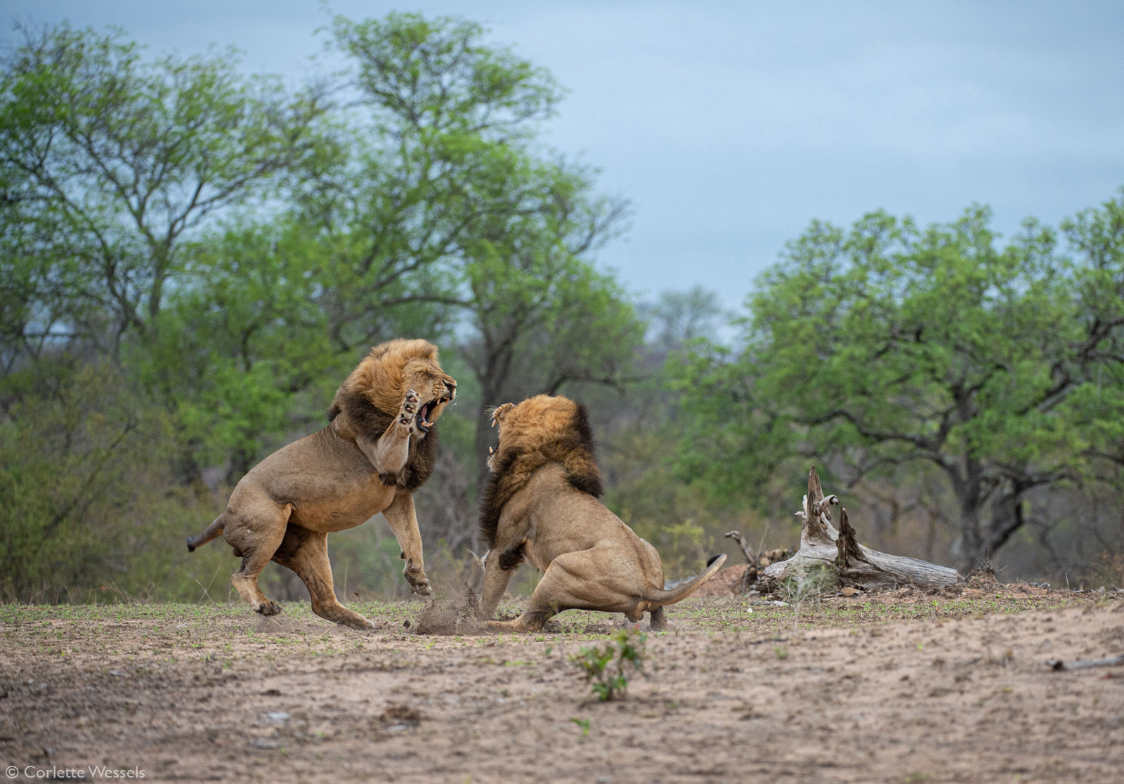 Corlette-Wessels-Clash-of-the-Kruger-Titants-Kruger-National-Park.jpg