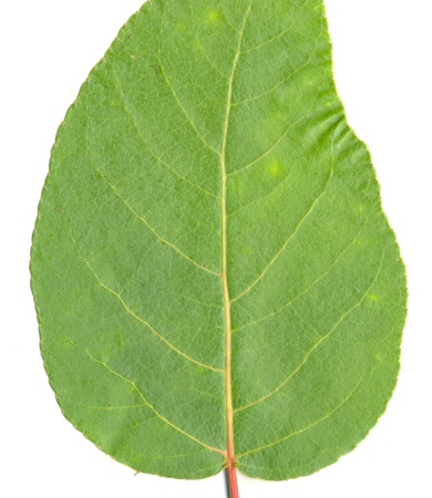 cottonwood-poplar-leaf.jpg