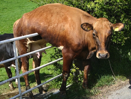 cow-fence-sitting.jpg