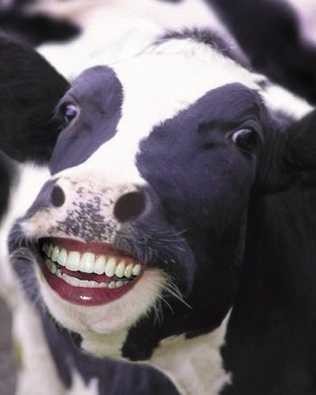 Cow+seductive+smile+these+cows+showed+her+happiness+cow+was_befebf_5877869.jpg