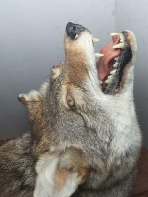 Coyote Head View.jpg