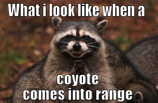 coyote.jpg