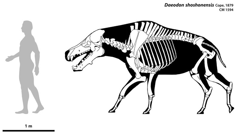 daeodon_shoshonensis_by_blazze92-d6xoi0i.jpg